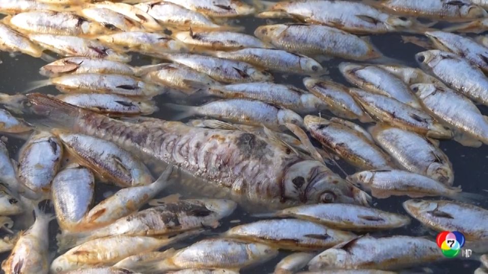 ชาวออสเตรเลียร้องรัฐ เร่งกำจัดซากปลานับล้านที่ตายเกลื่อนแม่น้ำ