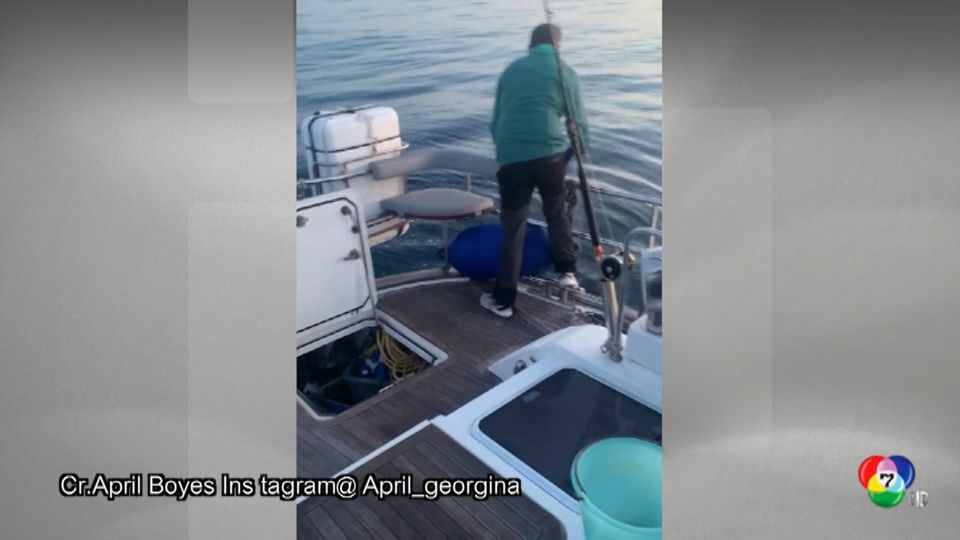 วาฬเพชฌฆาตโจมตีเรือที่สเปน