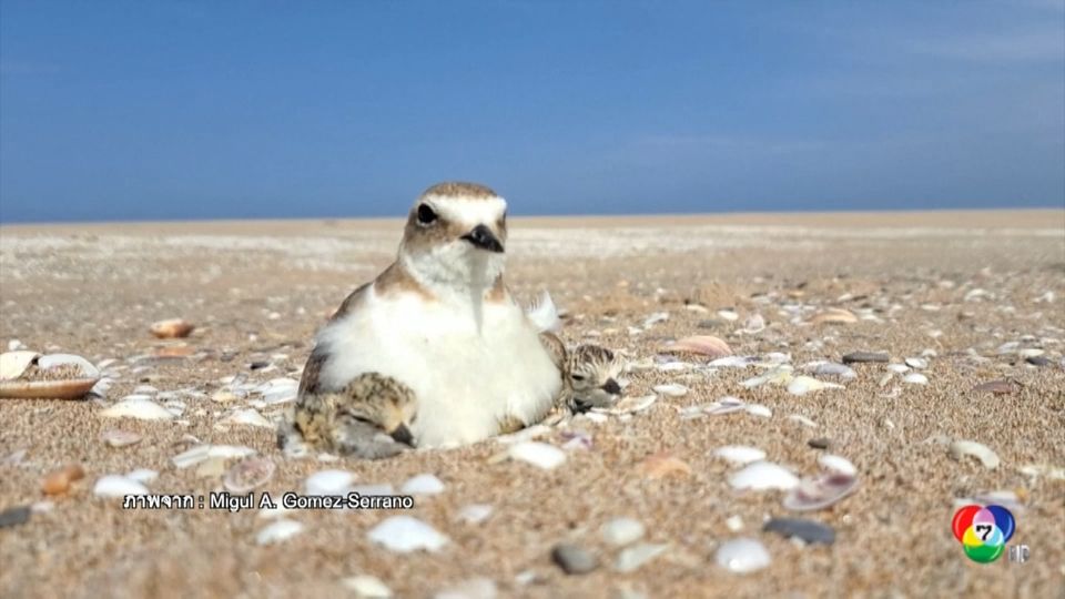 นักวิทยาศาสตร์สำรวจนกทะเลวางไข่บนชายหาดสเปน