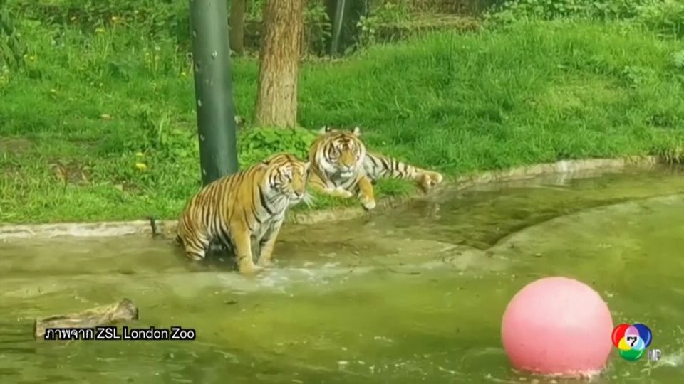 ลูกเสือโคร่งสุมาตราฝึกว่ายน้ำครั้งแรก ที่สวนสัตว์ลอนดอน